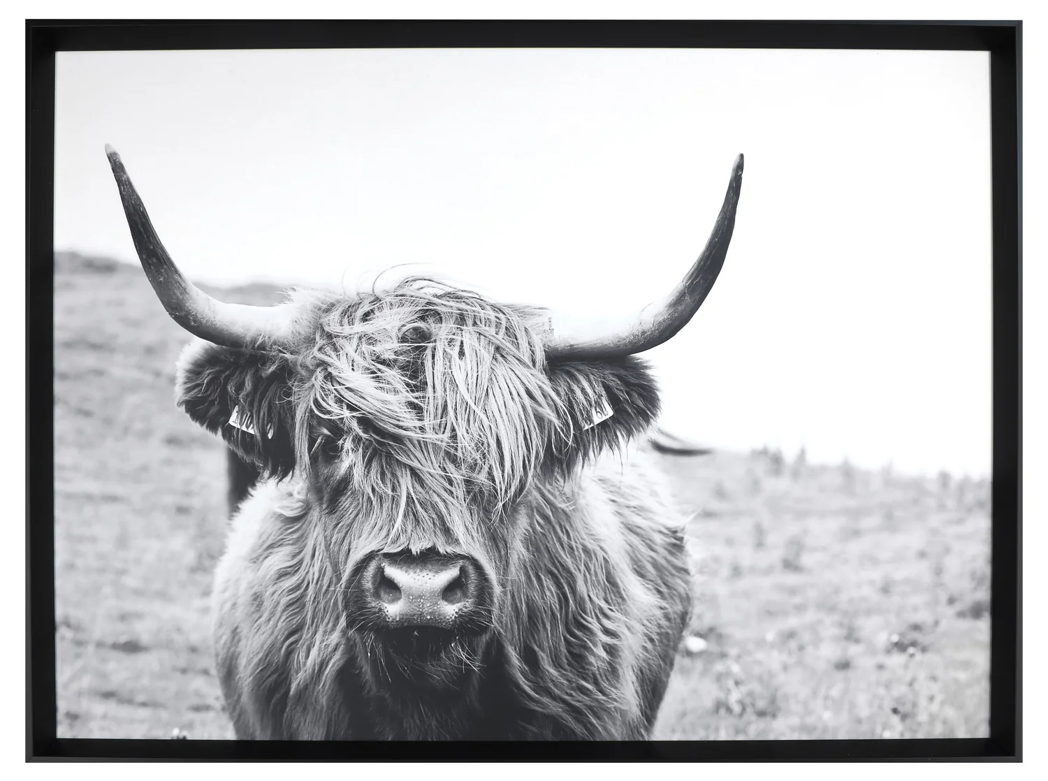 Framed Laminated Bull - 31" x 41"
